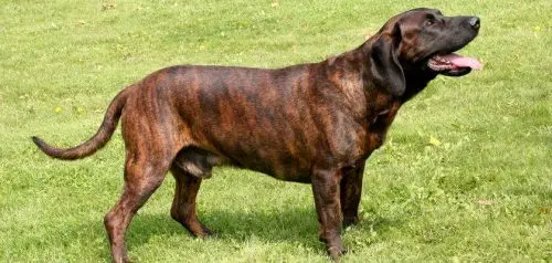 El Posokowiec hannoveriano: un perro de caza inteligente. Conozca el carácter y el aspecto de esta raza