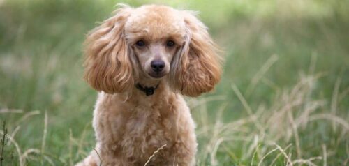 Caniche miniatura: un perro bonito e inteligente con una energía inagotable