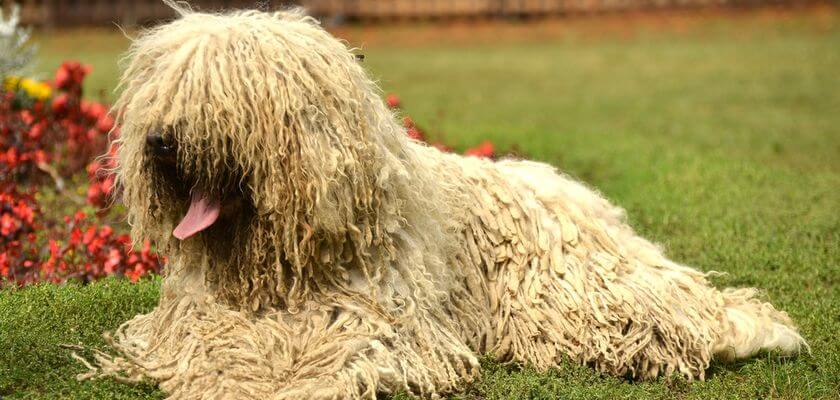 Puli: un perro pastor procedente de Hungría que cautiva por su inusual aspecto