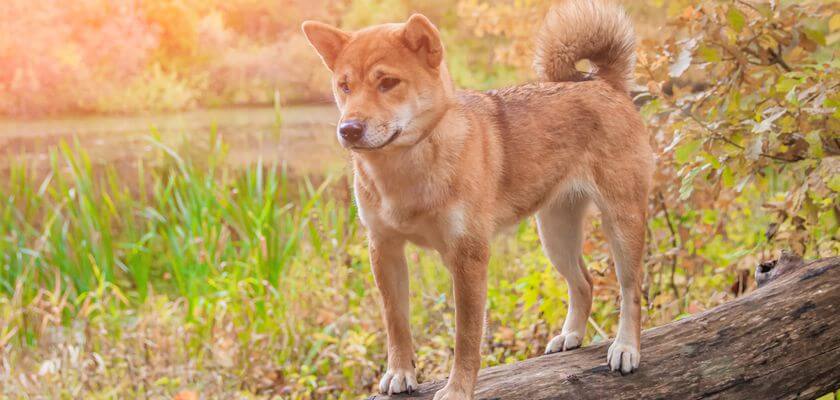 Shiba inu: el perro más popular de Japón que ha arrasado en Internet