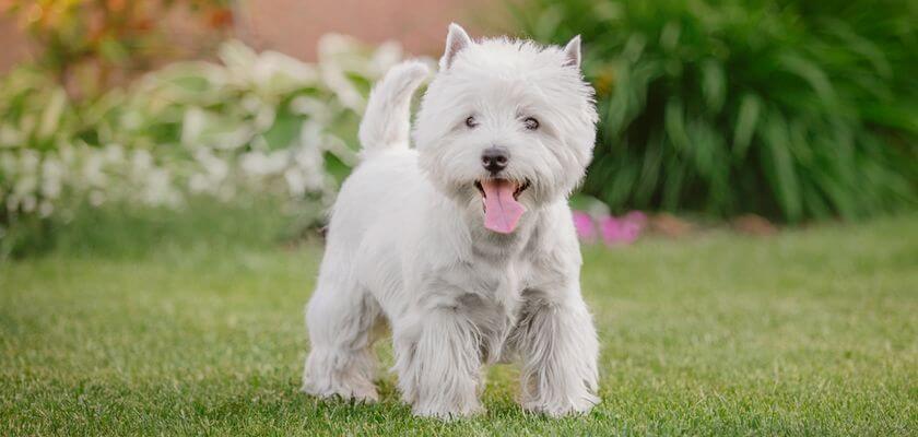 West highland white terrier – el perro blanco siempre sonriente. ¡Conócelo mejor!