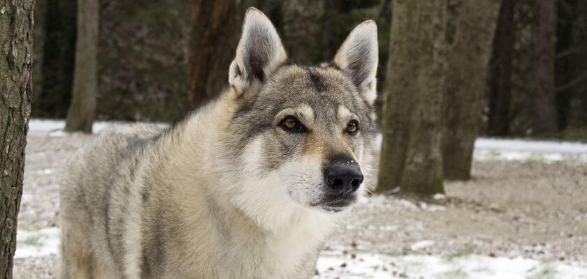 Perro lobero checoslovaco: perro de perrera con aspecto de lobo. Conozca su disposición
