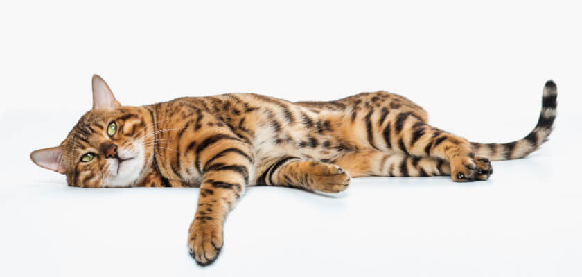 Gato de Bengala: una raza híbrida con naturaleza de leopardo