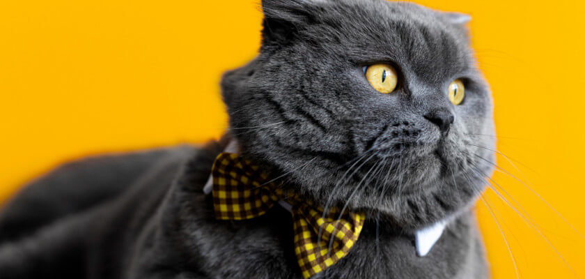 Gato británico: ¡por algo es tan popular! Conozca el carácter y el aspecto del gato británico