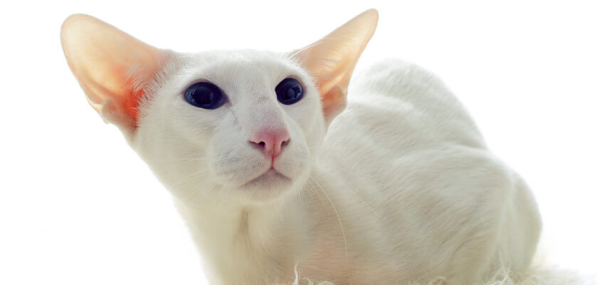 Aspecto exótico y energía inagotable: ¡así es el gato oriental de pelo corto!