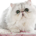 kot perski miniaturowy