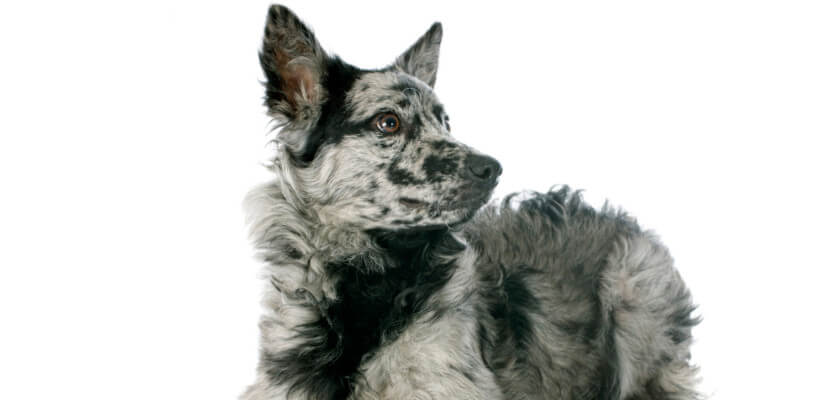 Mudi – Perro pastor húngaro. Mucha energía en un cuerpo pequeño
