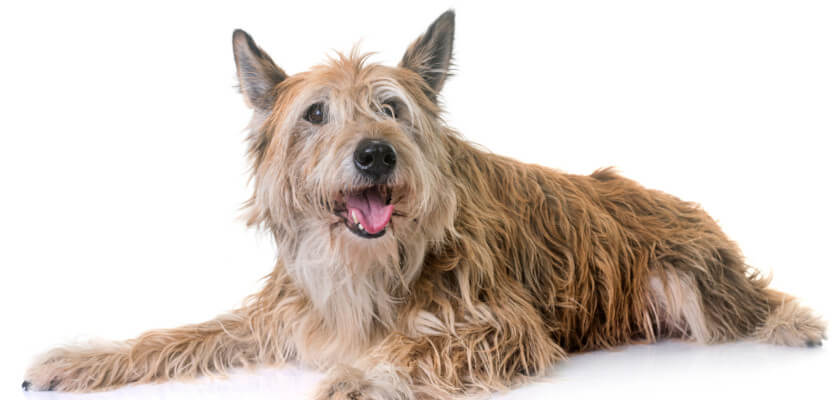 Perro pastor de Picardía: una de las razas más raras de Polonia. ¿Qué tipo de perro es?