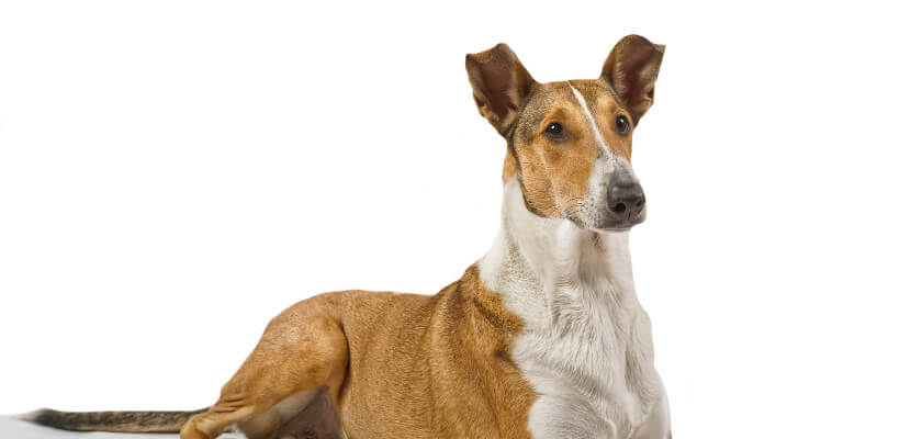 El perro pastor escocés de pelo corto: un perro versátil de extraordinaria belleza