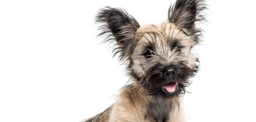 Skye terrier: el elegante perro de salón. ¿Qué sabes de esta raza?