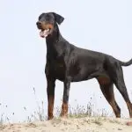 Doberman – silny i wrażliwy pies stróżujący dla doświadczonych opiekunów