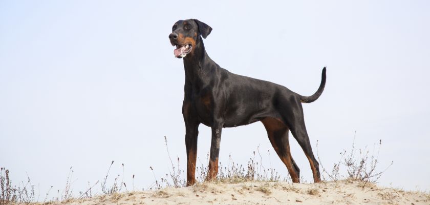 Doberman – perro guardián fuerte y sensible para guardianes experimentados