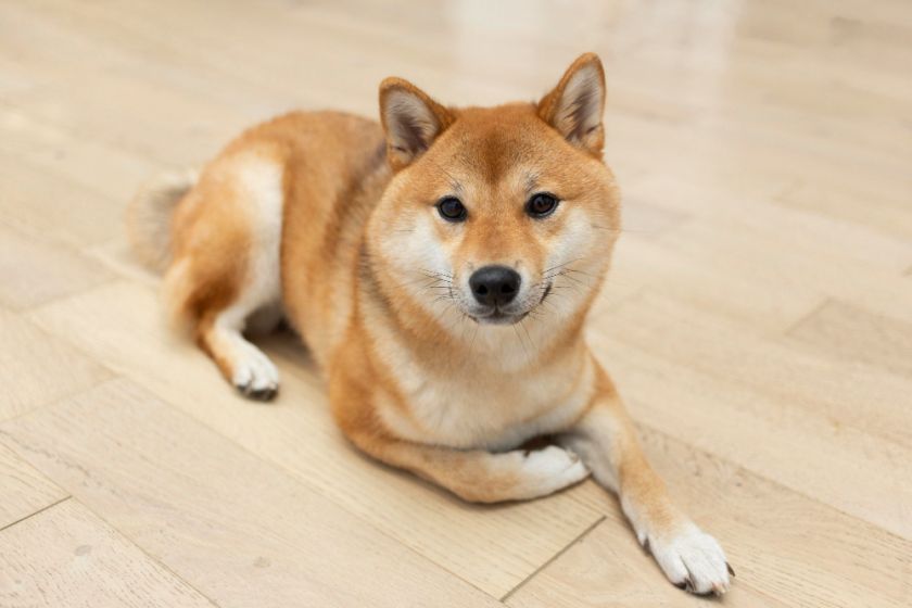 el perro shiba inu con la pata extendida parece sabio