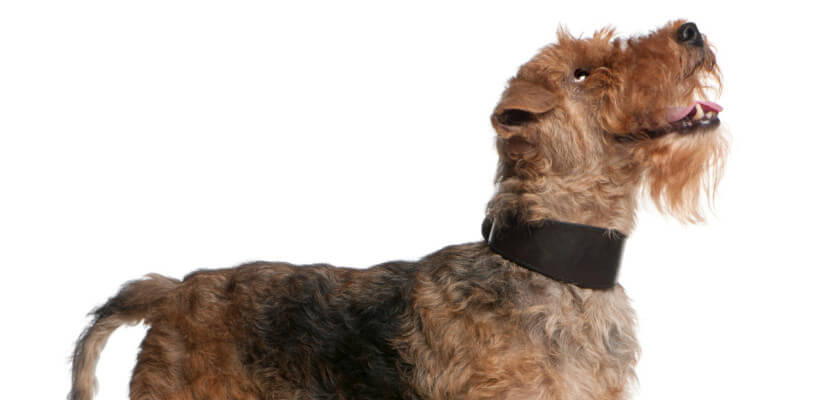 Welsh terrier - historia de la raza