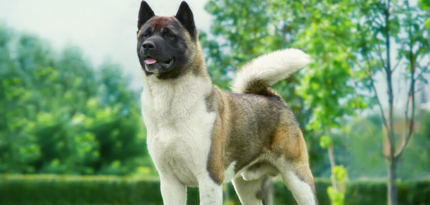 Akita: ¿osito mullido o perro orgulloso con carácter?