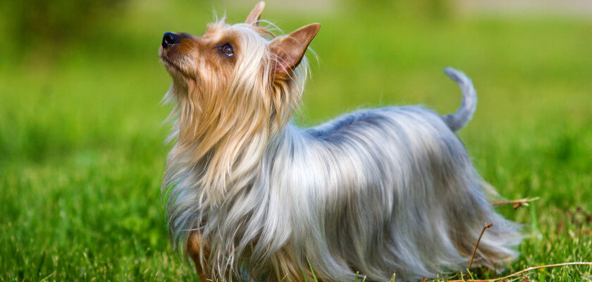 Australian silky terrier – para los amantes de los perros pequeños