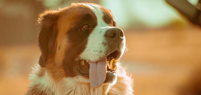 Raza de perro San Bernardo – el perfecto perro guardián y devoto con gran inteligencia