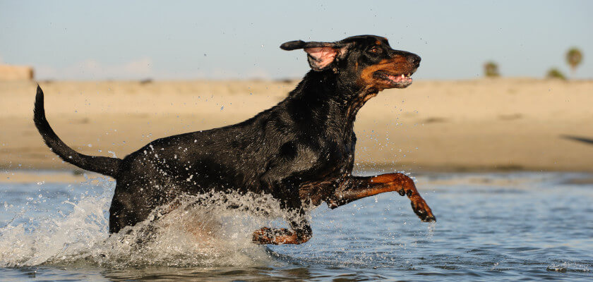 Coonhound negro y fuego – perro de caza con un carácter suave