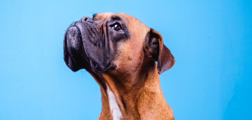 Boxer – un perro alegre con el hocico aplastado