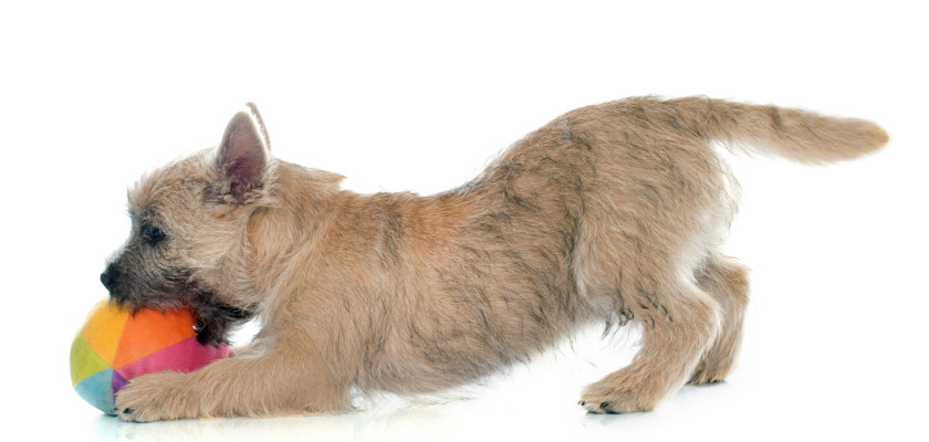 cairn terrier-breed-description