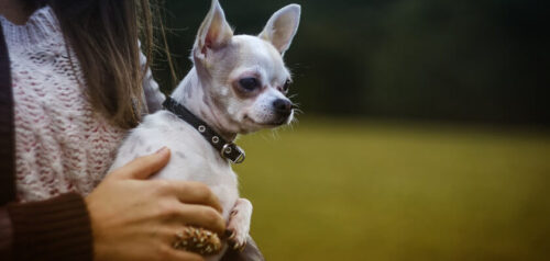 Perro chihuahua – carácter y descripción de la raza. El perro más pequeño del mundo, grande de espíritu