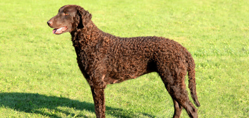 Curly coated retriever – perro de caza con un pelaje inusual