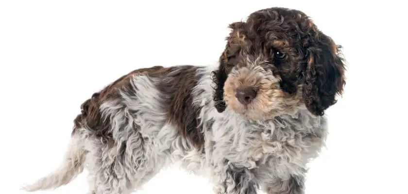Spanish Proof Dog – un adorable perro con aspecto de oveja