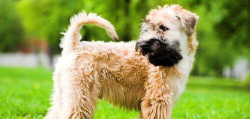 Irish soft coated wheaten terrier – pies o jedwabistej sierści