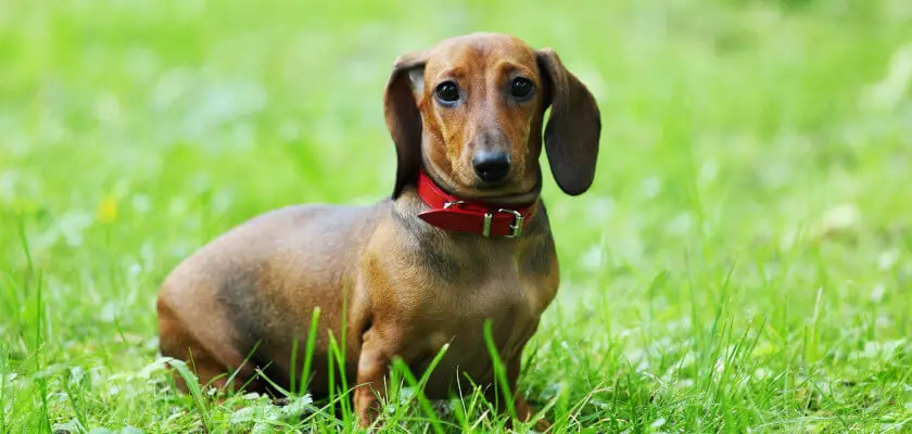 Dachshund de pelo corto: perro de caza temperamental y eficiente. ¡Descubra el secreto de su popularidad!