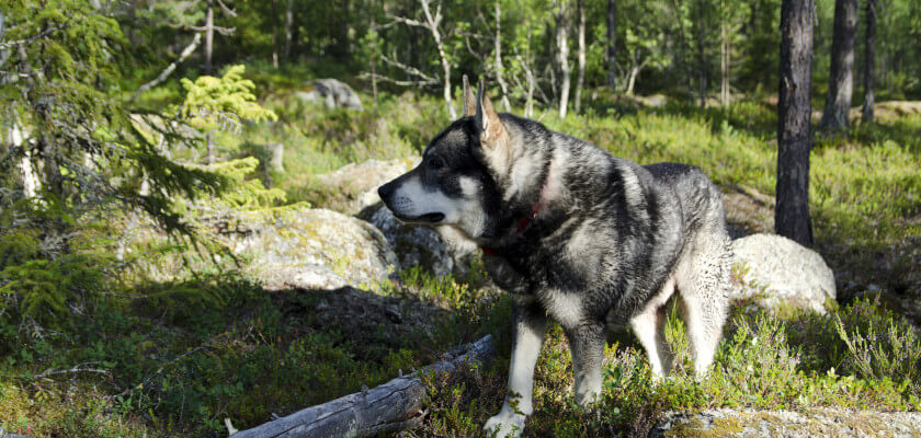 El perro Jämthund: un cazador solitario y retraído de Suecia