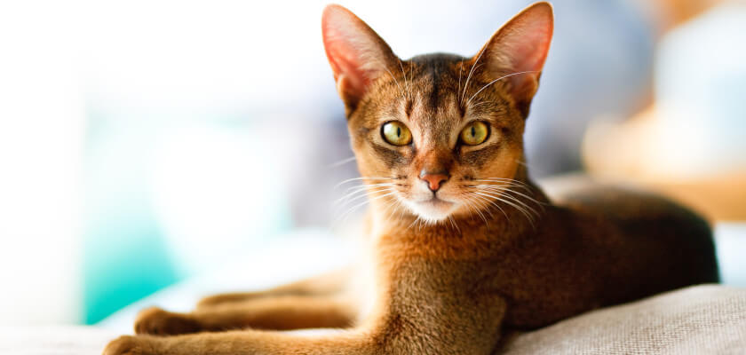 Gato abisinio: un animal inteligente al que le gusta jugar