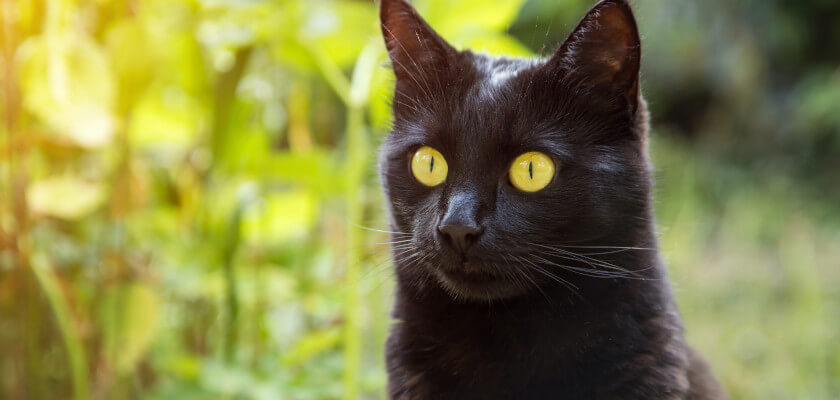 Gato de pelo corto de Bombay: pantera negra en miniatura con un gran corazón
