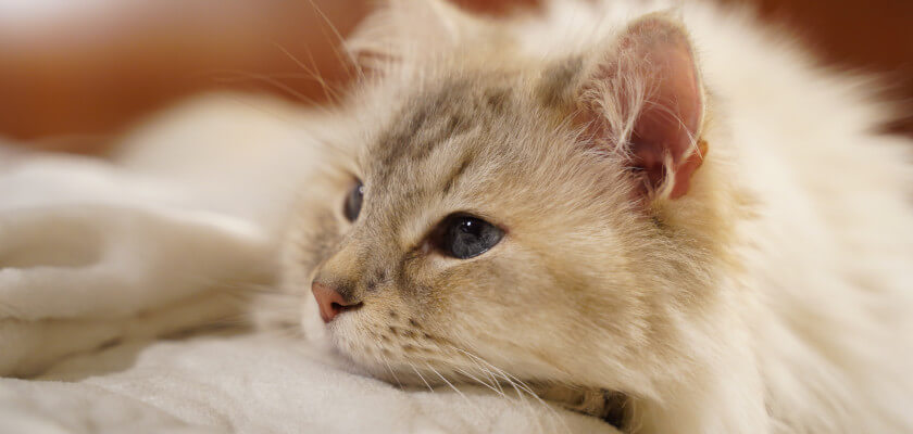 Gato siberiano – hermosa gata rusa de pelo largo