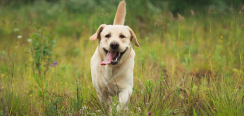 Labrador retriever: una de las razas de perro de compañía más populares