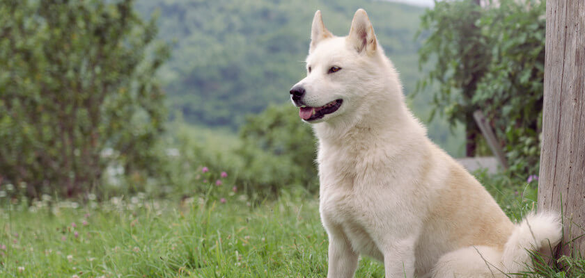 La cierva siberiana oriental: una raza de perro de trabajo resistente