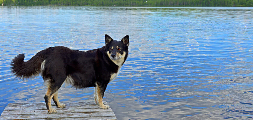 Lapinporokoira- un perro pastor conservador e inteligente del norte