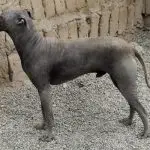 nagi pies peruwiański