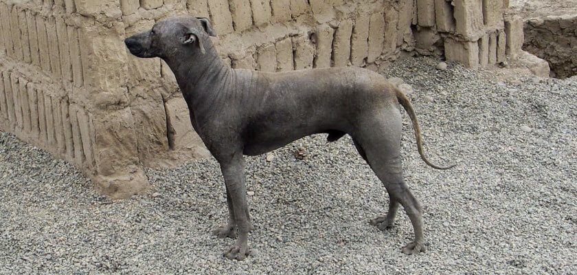 El perro peruano desnudo: una raza muy antigua con un aspecto inusual
