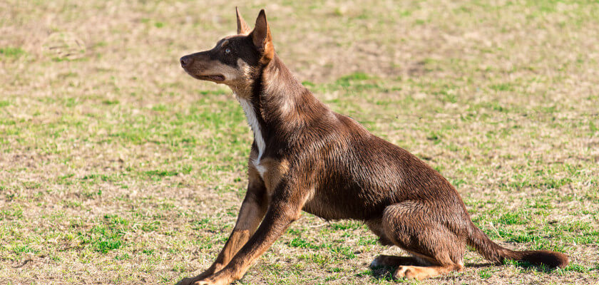El Kelpie australiano: un perro ágil e inteligente con dos caras