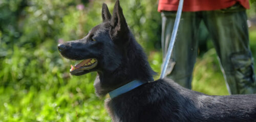 Perro pastor croata: el compañero perfecto y fácil de adiestrar