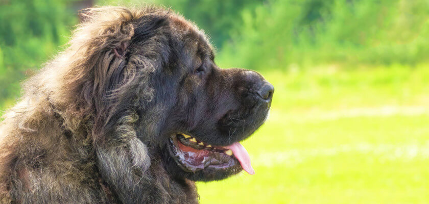 Perro pastor caucásico: un excelente perro guardián de carácter fuerte y gran tamaño