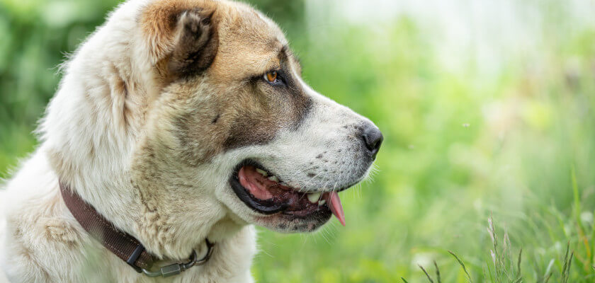 Perro pastor de Asia Central – descripción de la raza. Alabai, un perro excepcional para un adiestrador experimentado