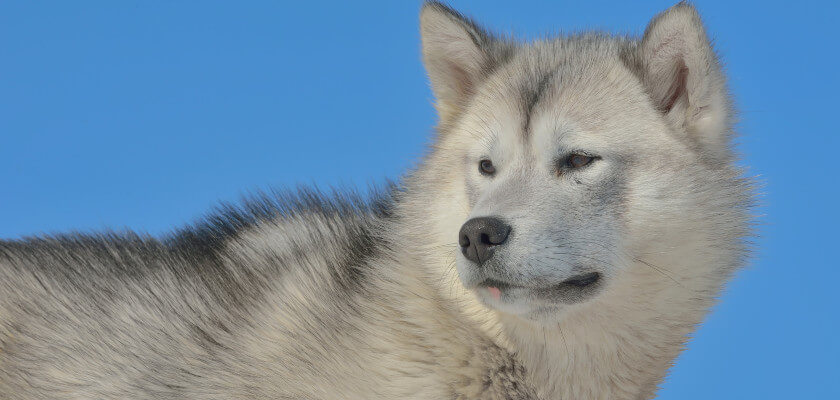 Perro de Groenlandia: una raza primitiva y enérgica con una salud de hierro y una tremenda fuerza