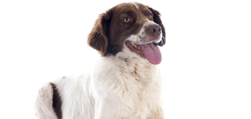 Spaniel francés: ¿es un perro de caza adecuado como compañero de la familia?