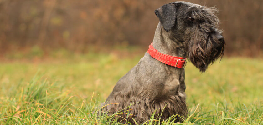 Terrier checo – perro de compañía alegre