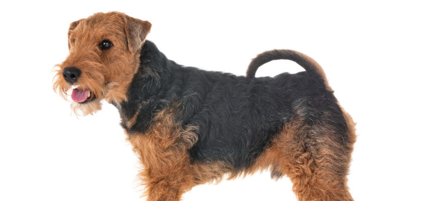 Welsh Terrier - character