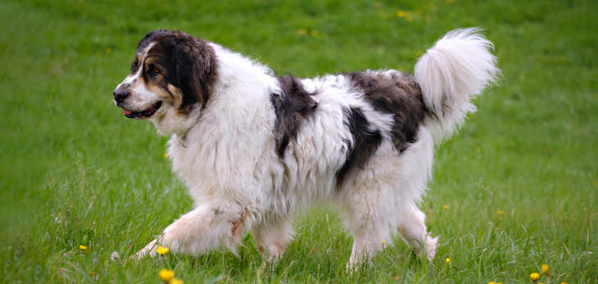 Tornjak: la raza canina más antigua de los Balcanes