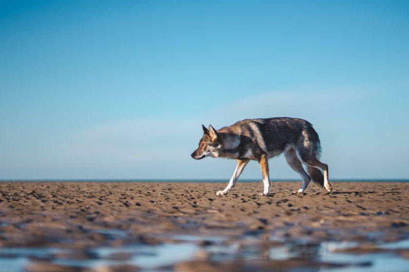 Wolfhound checoslovaco - descripción de la raza y aspecto