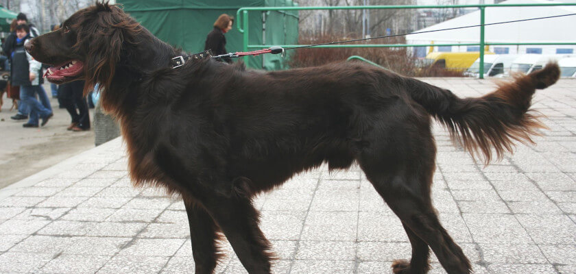 Pastor alemán de pelo largo: gran cazador y perfecto perro de compañía