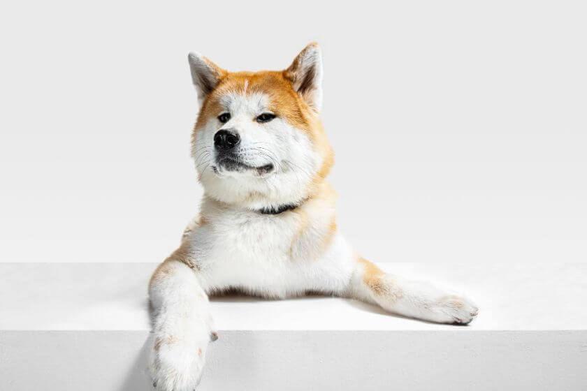 Akita - descripción de la raza y aspecto del perro